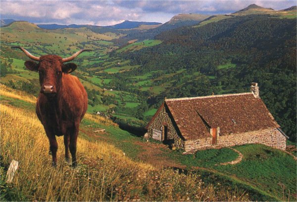 vachesalers.jpg (326038 octets)