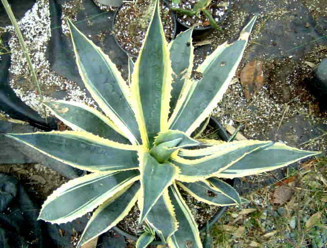 Agave.jpg (46657 octets)