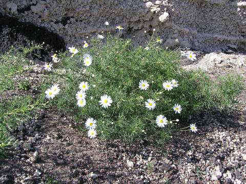 Anthemis_argyranthemum_frutescens.jpg (63716 octets)