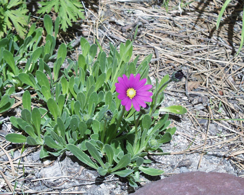 Dimorphoteca_Osteospermum_barberiae.jpg (154708 octets)