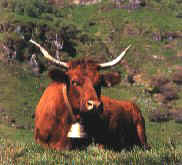 Vache.jpg (12040 octets)