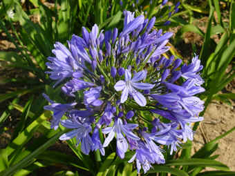 agapanthebleue.jpg (80989 octets)