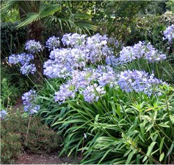 agapanthus.jpg (30632 octets)