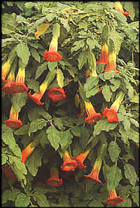 brugmansia.jpg (15712 octets)