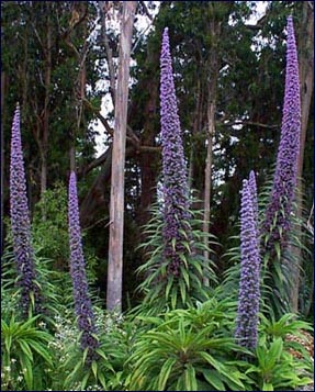 echium.jpg (46085 octets)