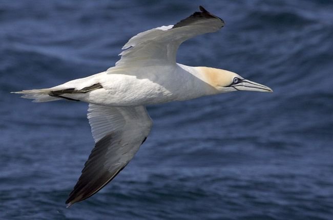 foudebassan.jpg (31240 octets)