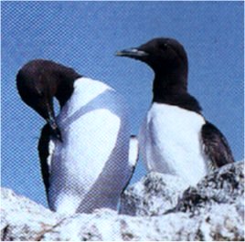 guillemot.jpg (19629 octets)