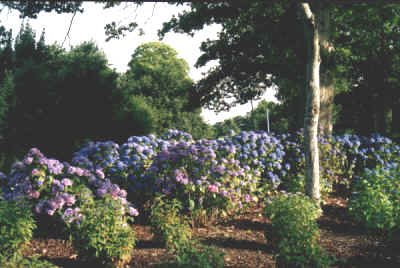 hortensia.jpg (39847 octets)