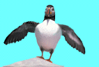 macareux.gif (38419 octets)
