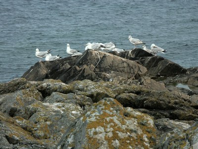 mini-perrosguirec _ 04.jpg (47563 octets)