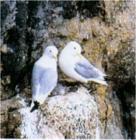 mouettetridactyle.jpg (22878 octets)
