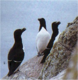 pingouintorda.jpg (17956 octets)