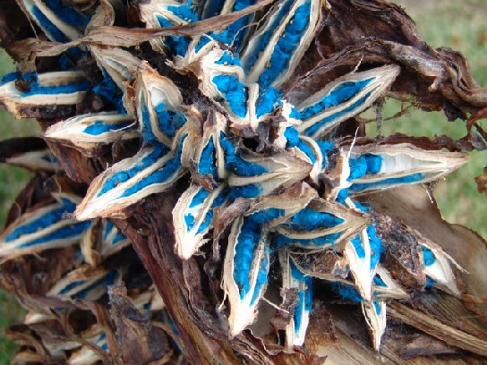 ravenala_fruits.jpg (97855 octets)