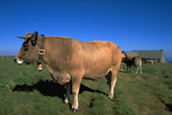 vachaubrac.jpg (44694 octets)